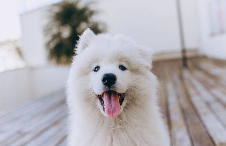 Cane felice