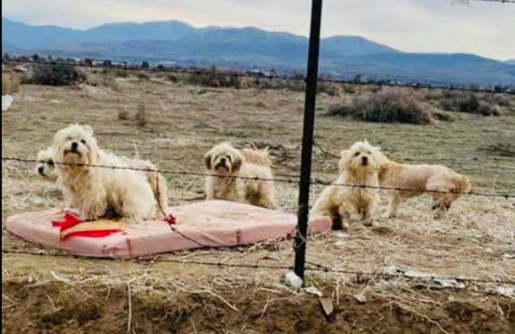 cagnolini abbandonati aspettano ritorno