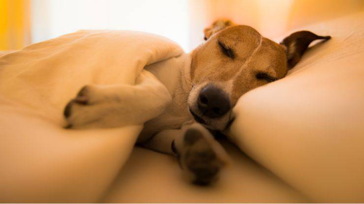 Cane malattie apparato digerente