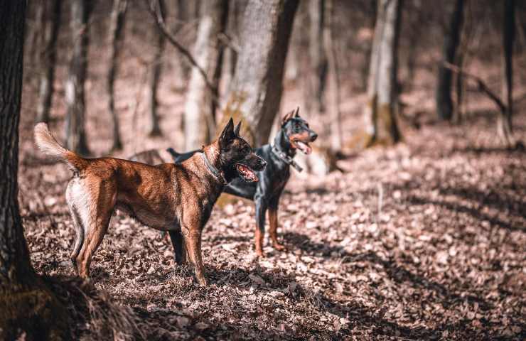 razza cane più intelligente