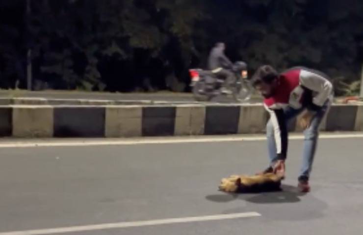 corpo cane strada morto