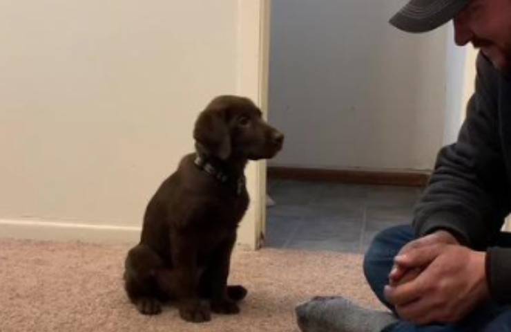 cucciolo remi ipnotizzato trucco