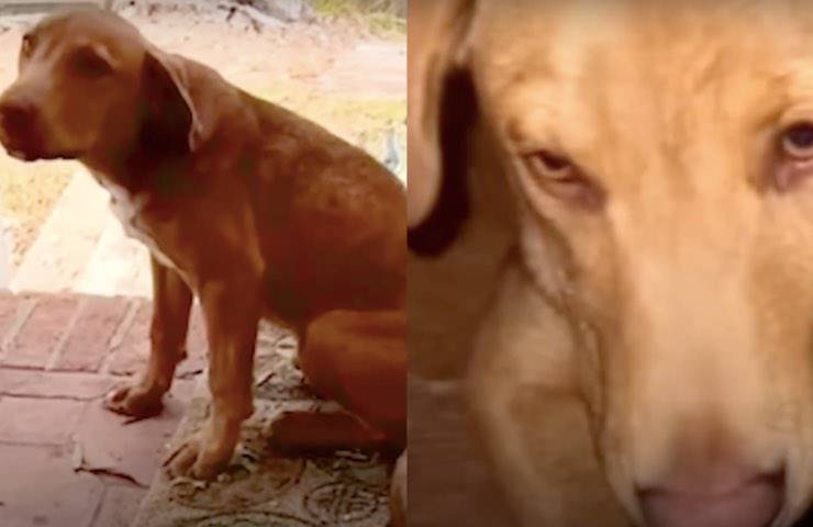 cane ryder abbandonato bimbo