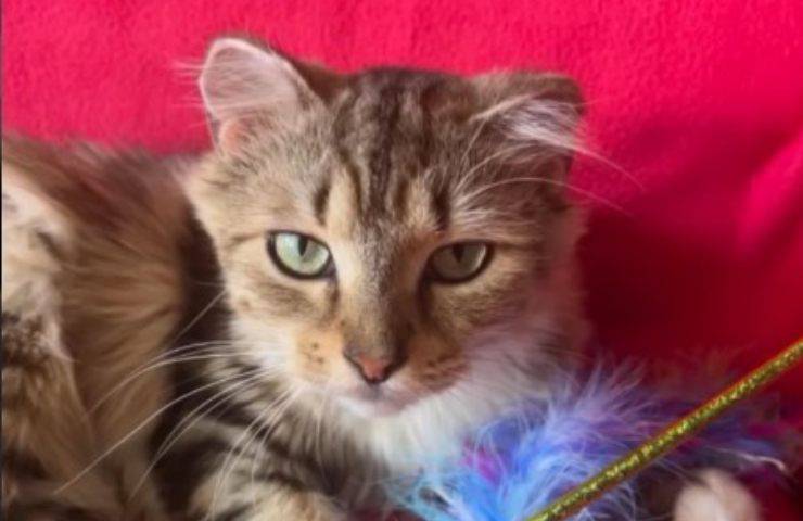 adottare un gatto