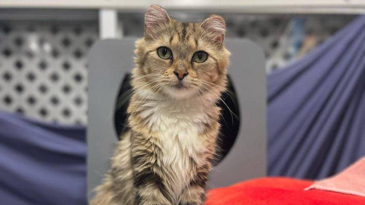 gatto pelle e ossa