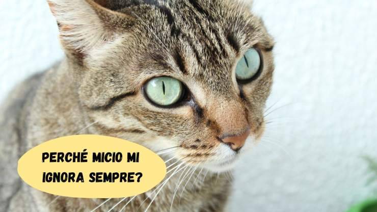 Perché il gatto mi ignora Perché il gatto mi ignora
