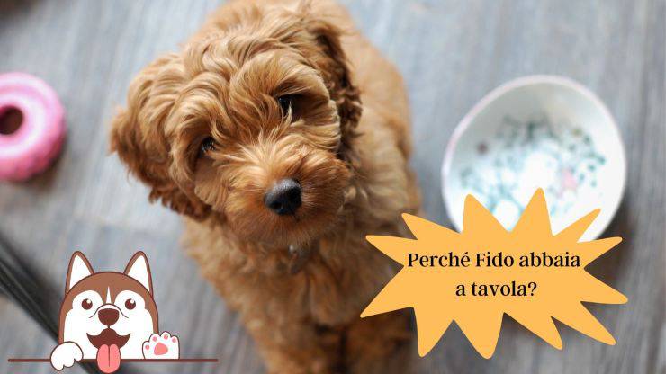 Perché il cane abbaia a tavola Perché il cane abbaia a tavola