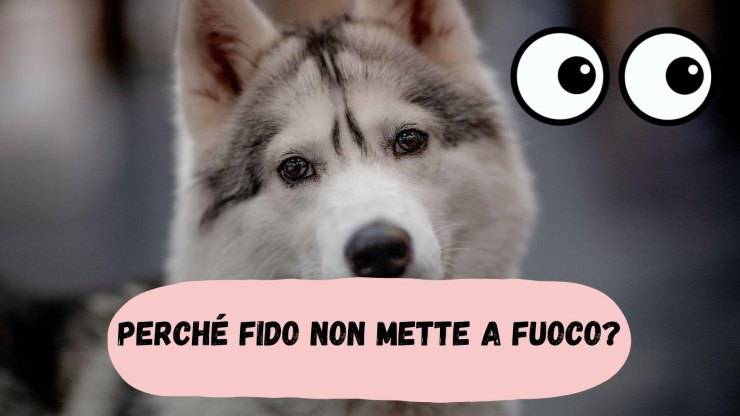 Il cane non mette a fuoco Il cane non mette a fuoco