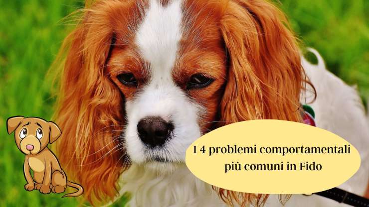 Questi sono i 4 problemi comportamentali Questi sono i 4 problemi comportamentali
