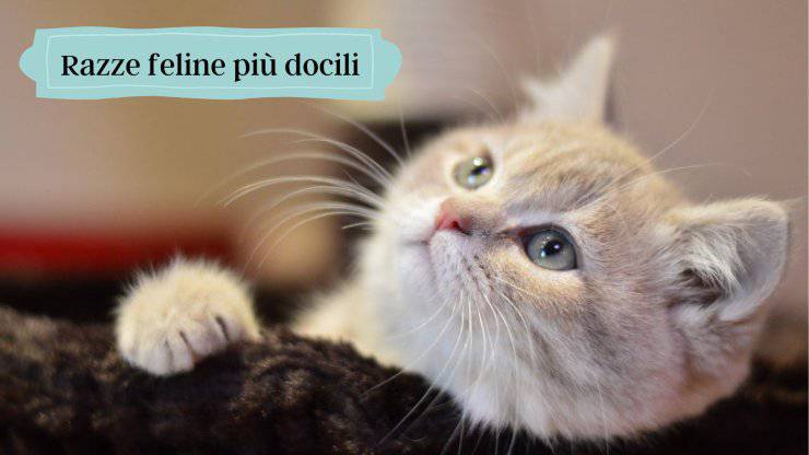Gatti più docili Gatti più docili