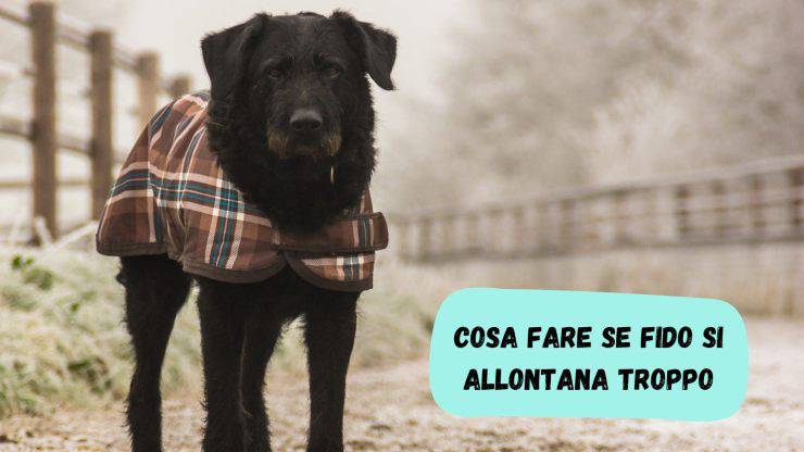 Il cane si allontana troppo Il cane si allontana troppo