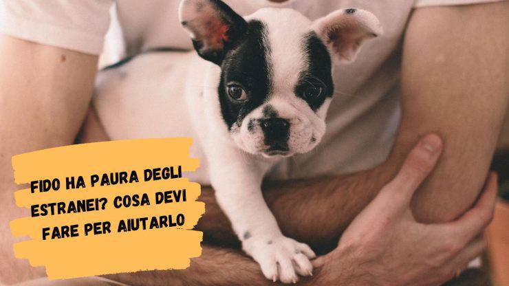 Cosa fare se il cane ha paura degli estranei