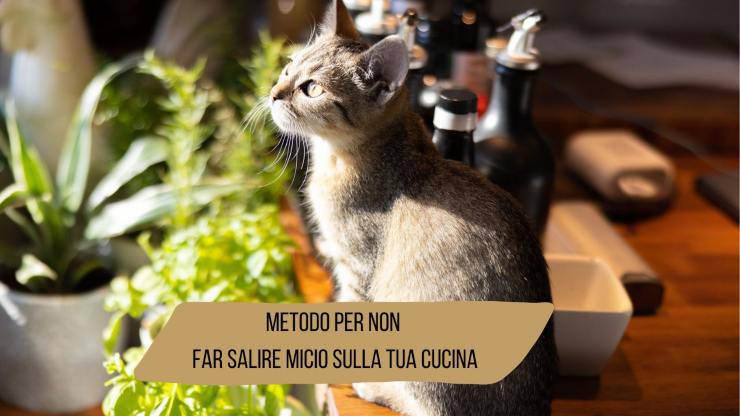 Come non far salire il gatto sulla cucina Come non far salire il gatto sulla cucina