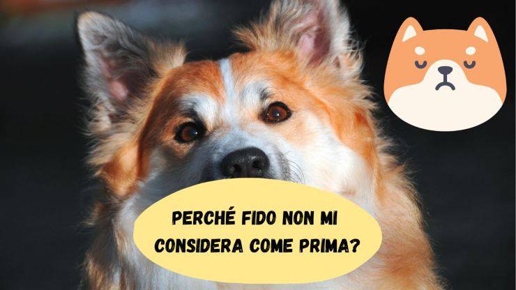 Perché il cane non mi considera Perché il cane non mi considera