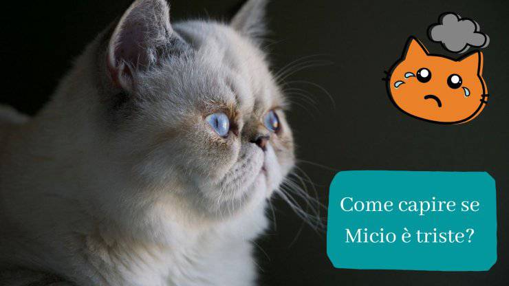 Come capire se il gatto è triste Come capire se il gatto è triste