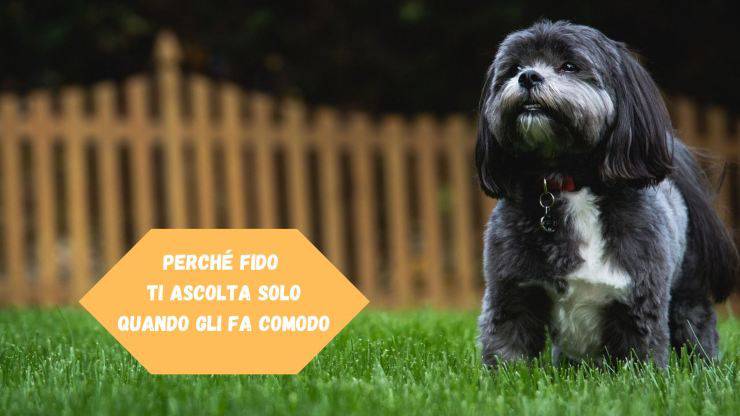 Il cane ti ascolta solo quando gli fa comodo Il cane ti ascolta solo quando gli fa comodo