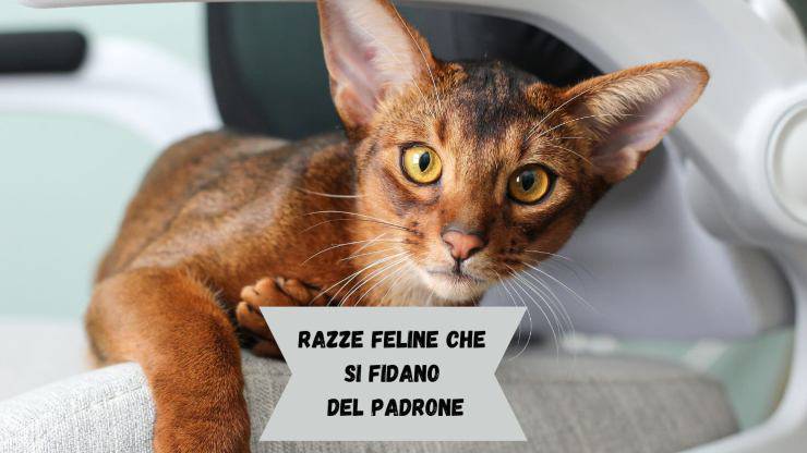 Razze di gatti che si fidano del padrone