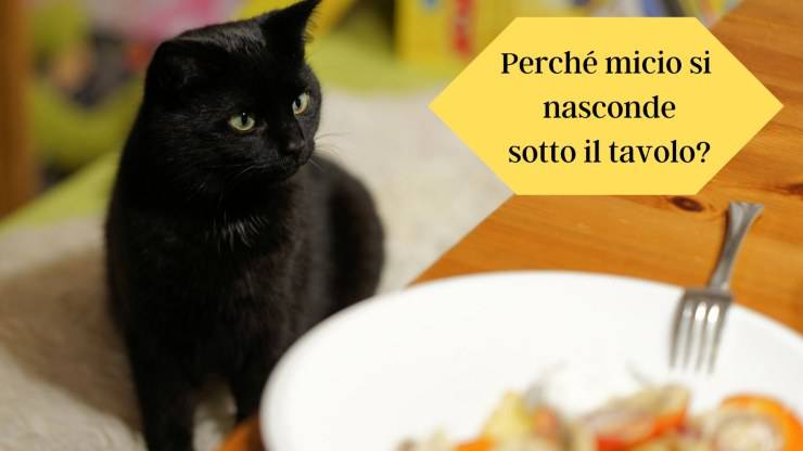 Il gatto si nasconde sotto il tavolo Il gatto si nasconde sotto il tavolo