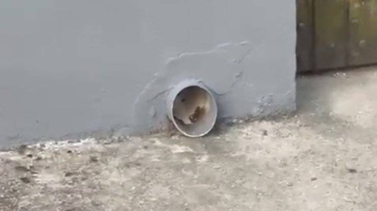cane infila testa muro