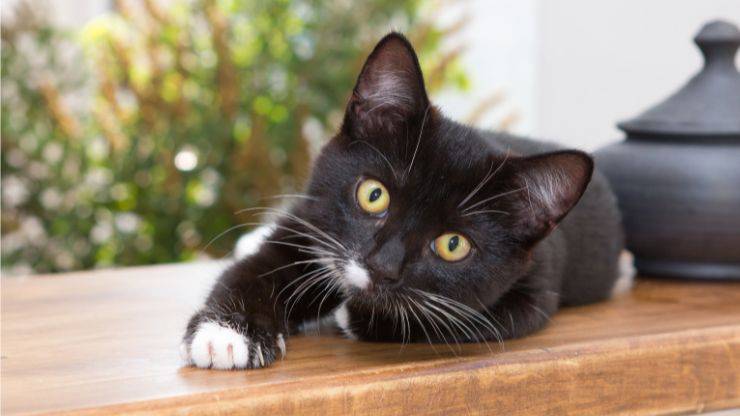 Felino