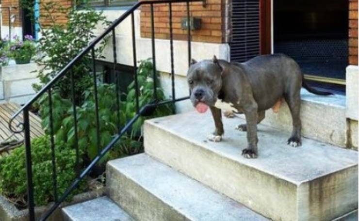 Wally il pitbull la nuova vita grazie ai social (Foto Instagram)