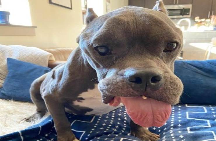 Wally il pitbull la nuova vita grazie ai social (Foto Instagram)