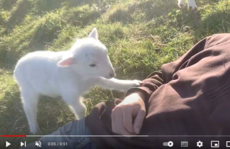 carezze agnello ancora chiedere