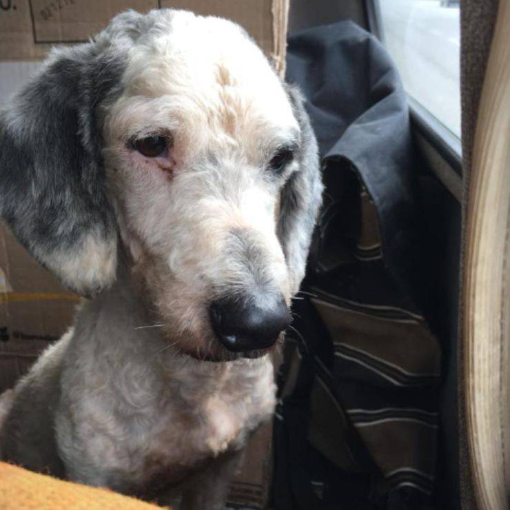 lasciato solo morire cagnolino