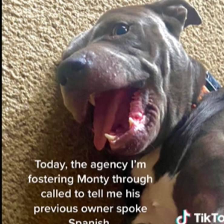 cane Monty comandi spagnolo