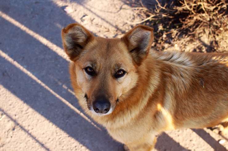 Il comportamento del cane