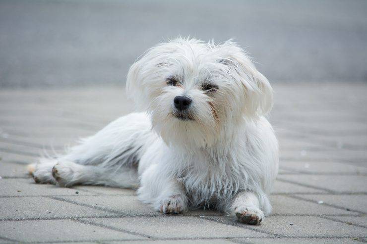 Fido si sta riposando