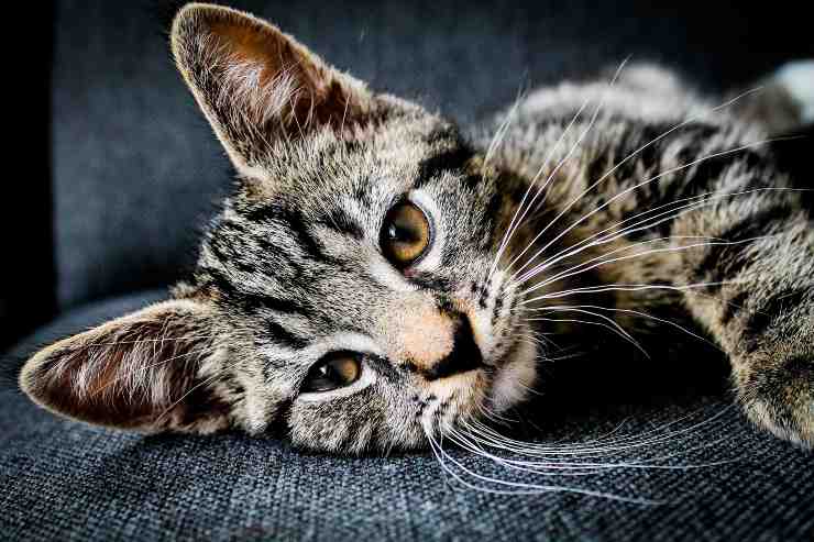 Gatti che si fidano del padrone
