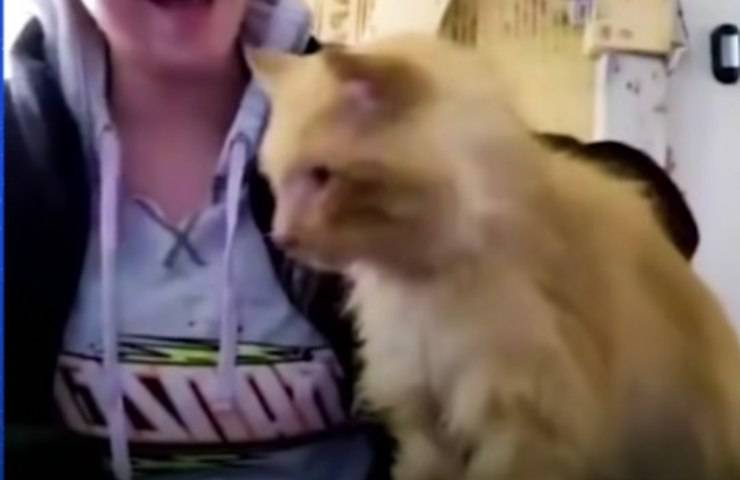 fiducia nel gatto