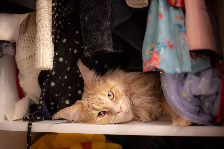Il felino tra i vestiti