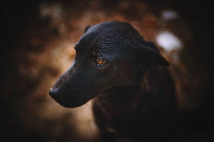 Il comportamento del cane