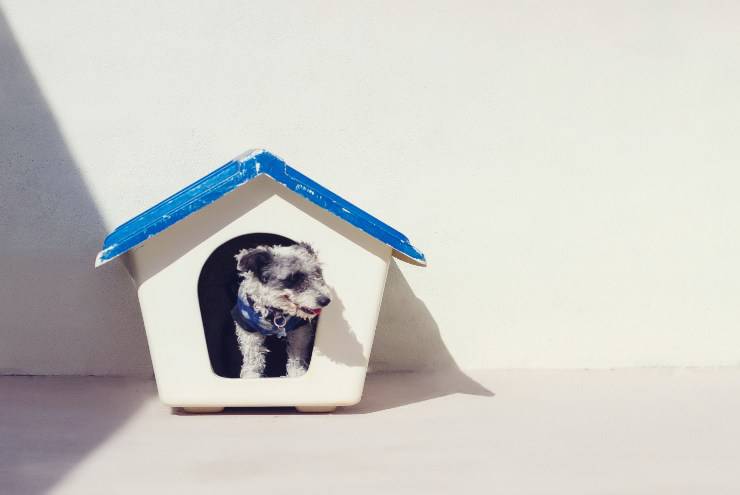 Il comportamento del cane