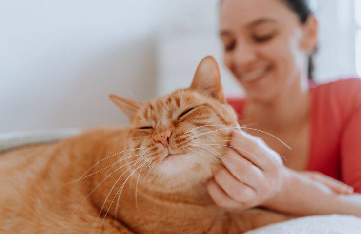 Amore felino