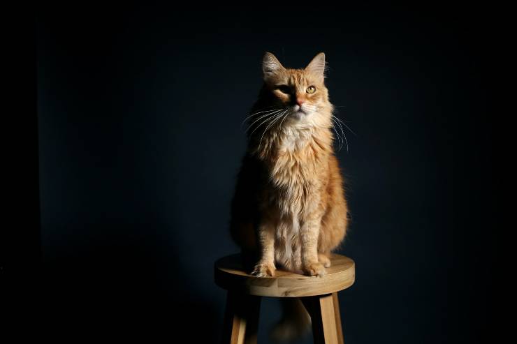 Il comportamento del felino