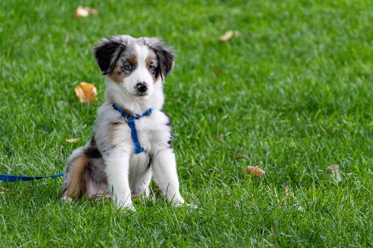 Fido ignora il suo padrone