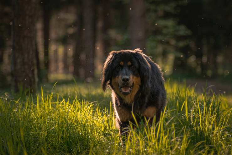 Il comportamento di Fido