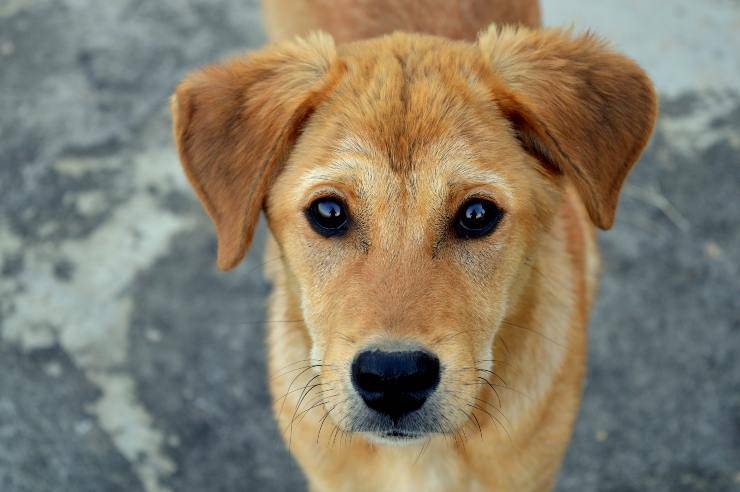 Il comportamento di Fido