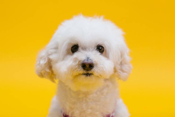 Fido ascolta quando gli va