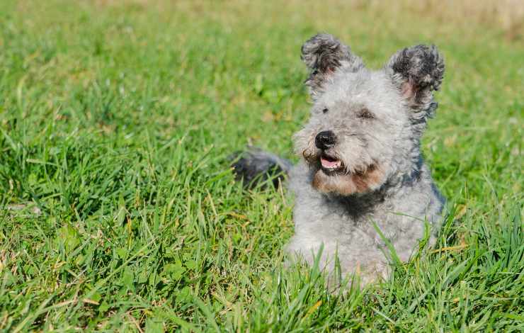pumi