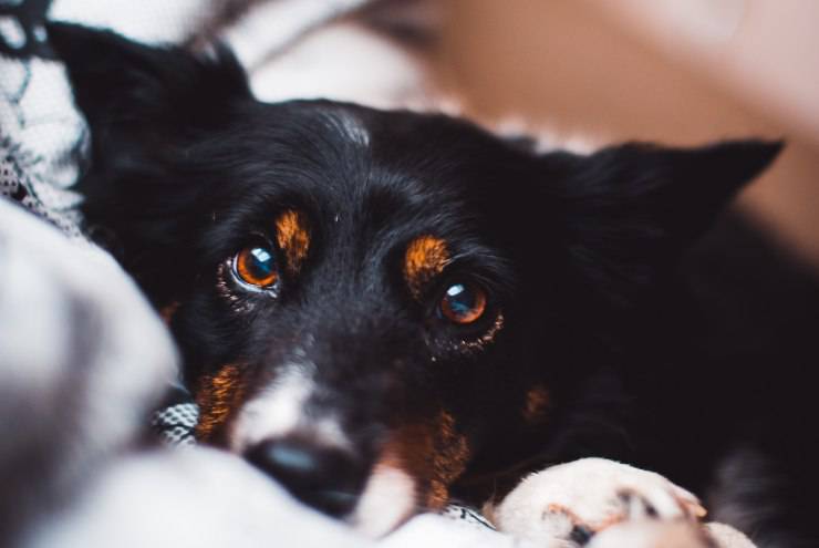 Fido non può mettere a fuoco
