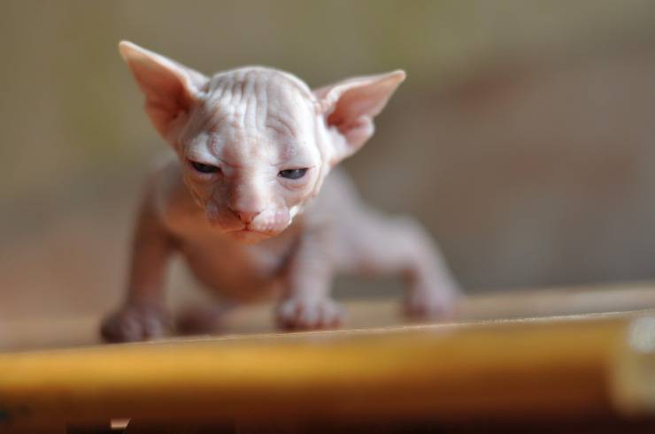 Il gattino fa i suoi passi