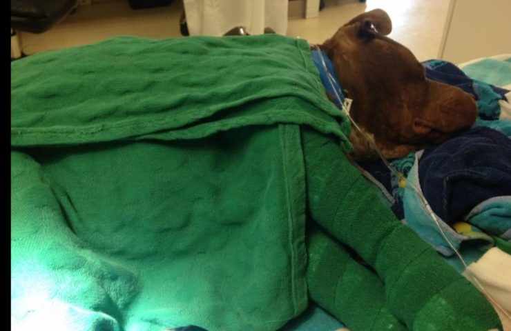 Ferito nei combattimenti clandestini, ormai per questo cane non c'era speranza