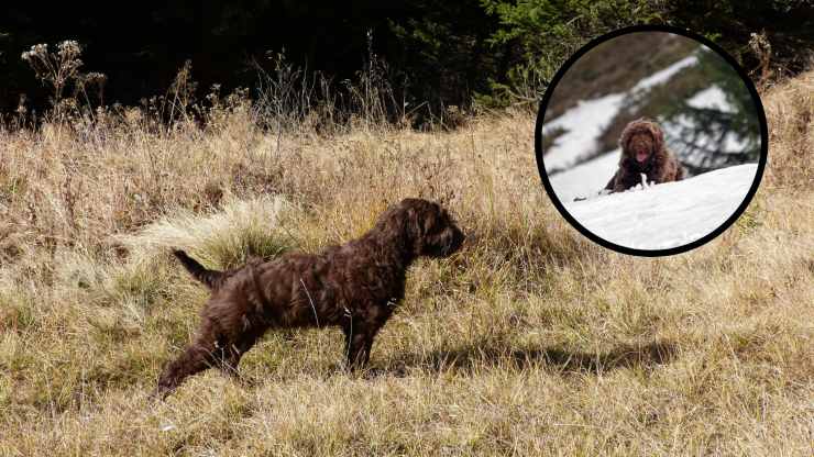 pudelpointer