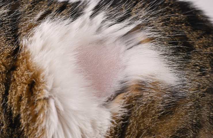 Alopecia gatto
