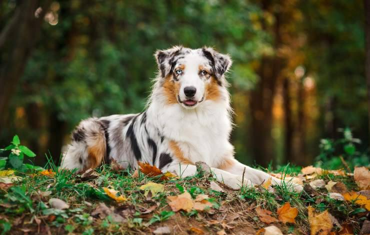 Australian Shepherd