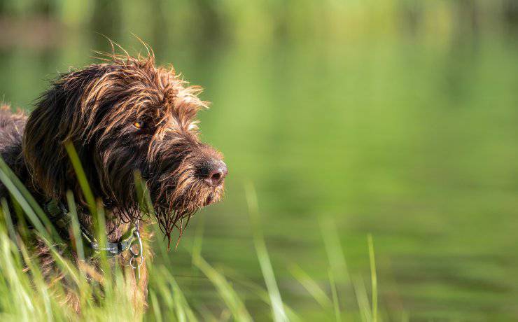 pudelpointer
